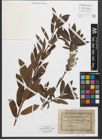Foto von Salix purpurea L.